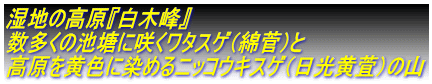 湿地の高原『白木峰』 数多くの池塘に咲くワタスゲ(綿菅)と 高原を黄色に染めるニッコウキスゲ(日光黄萓)の山