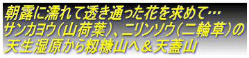 朝露に濡れて透き通った花を求めて… サンカヨウ(山荷葉)、ニリンソウ(二輪草)の 天生湿原から籾糠山へ&天蓋山